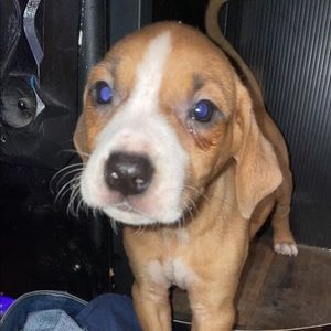 Meet your Posher, Ivy